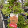 Acer palmatum - Mikawa-yatsubusa