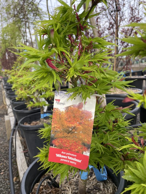 Acer palmatum - Mikawa-yatsubusa
