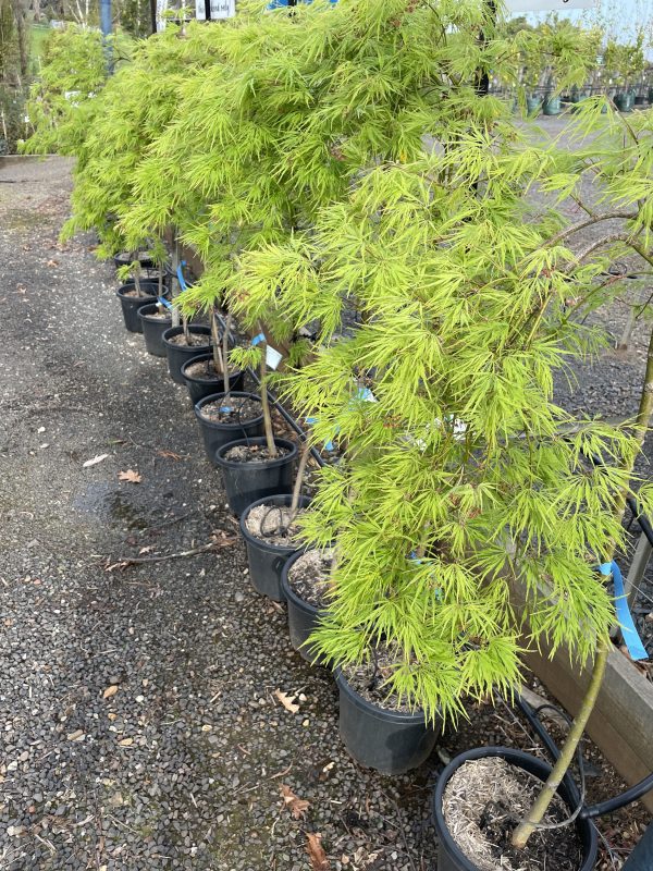 Acer palmatum dissectum - Viridis - Green Weeping Maple