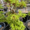 Acer palmatum - Mikawa-yatsubusa - Image 2