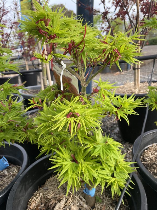 Acer palmatum - Mikawa-yatsubusa - Image 2