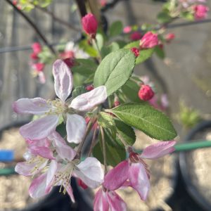 Malus floribunda - Japanese Flowering Crab Apple