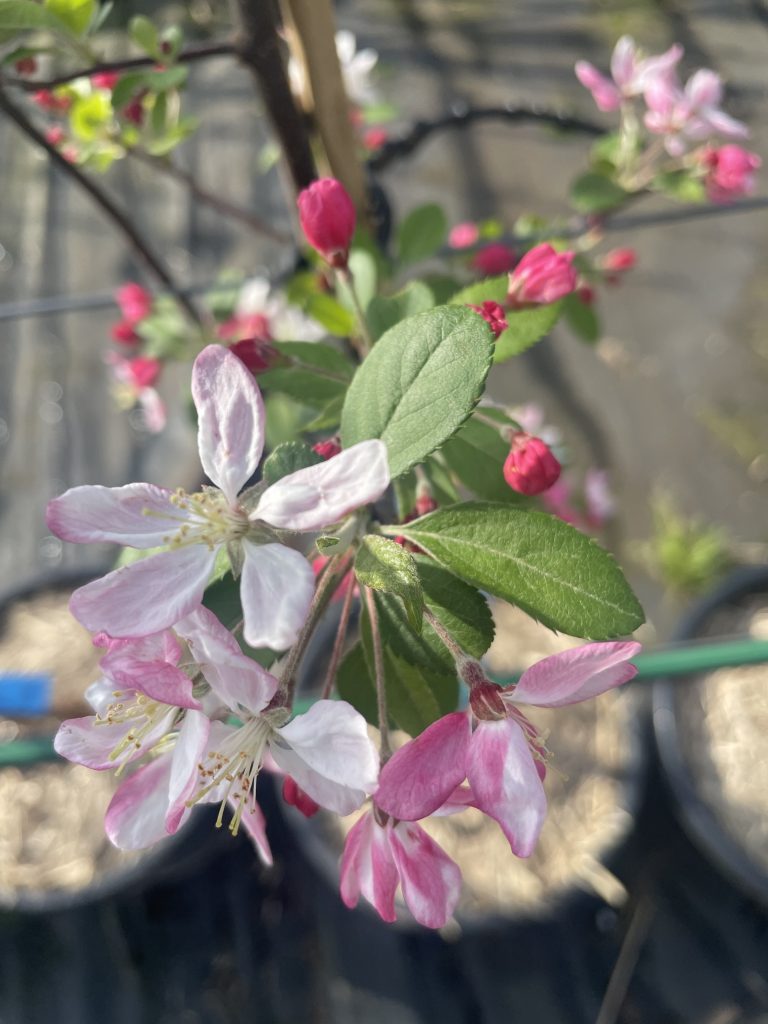 Malus floribunda Japanese Flowering Crab Apple Blerick Tree Farm
