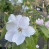 Quince - Champion - Image 2