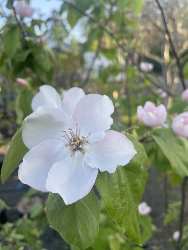 Quince - Pineapple - Image 2