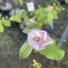 Quince - Champion - Image 5