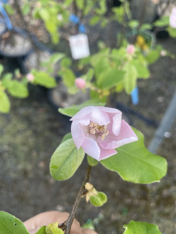 Quince - Pineapple - Image 5