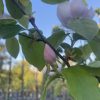 Quince - Champion - Image 4