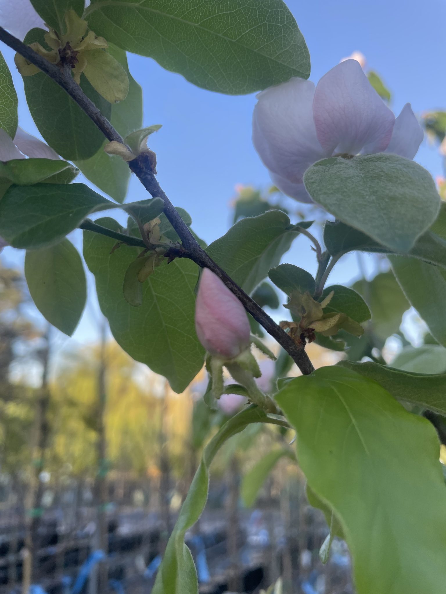 Quince Pineapple Blerick Tree Farm
