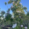 Quince - Champion - Image 3