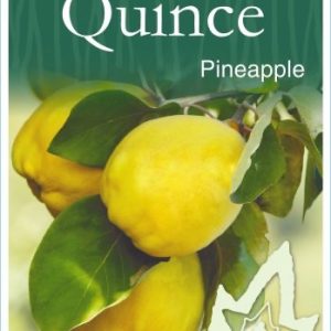 Quince - Pineapple