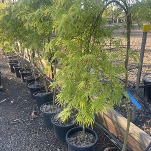 Acer palmatum dissectum - Viridis - Green Weeping Maple