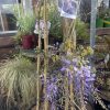 Wisteria sinensis - Chinese wisteria - Image 2