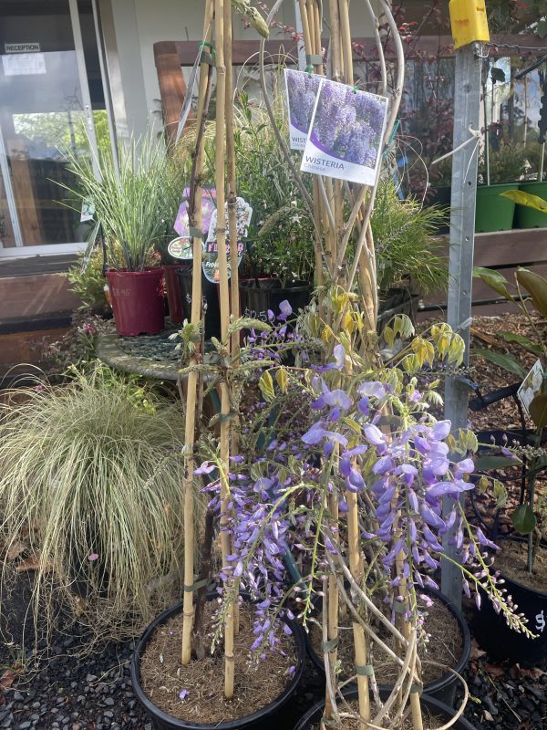 Wisteria sinensis - Chinese wisteria - Image 2