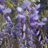 Wisteria sinensis - Chinese wisteria