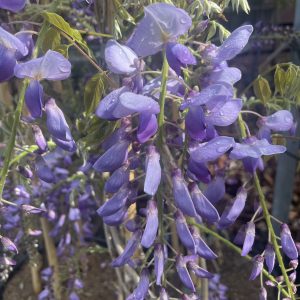 Wisteria sinensis - Chinese wisteria