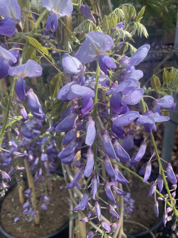 Wisteria sinensis - Chinese wisteria