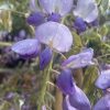 Wisteria sinensis - Chinese wisteria - Image 4