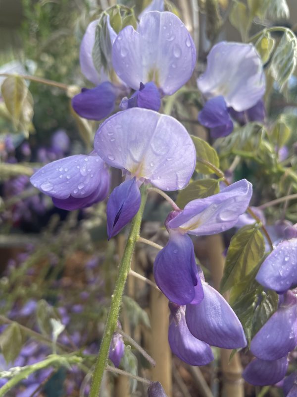 Wisteria sinensis - Chinese wisteria - Image 4
