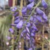 Wisteria sinensis - Chinese wisteria - Image 3