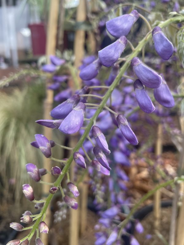 Wisteria sinensis - Chinese wisteria - Image 3