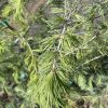 Cedrus deodara - Himalayan cedar - Image 2
