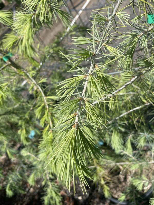 Cedrus deodara - Himalayan cedar - Image 2