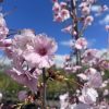 Prunus  x incam 'JFS-KW14' First Blush