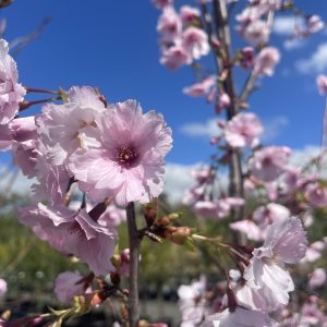 Prunus  x incam 'JFS-KW14' First Blush