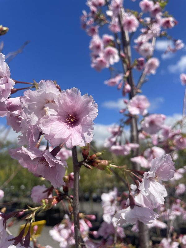 Prunus  x incam 'JFS-KW14' First Blush