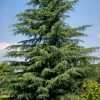 Cedrus deodara - Himalayan cedar