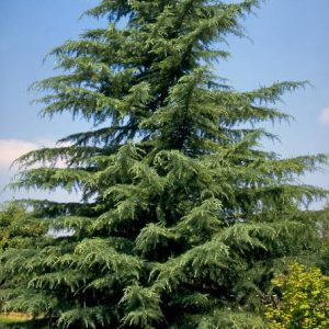 Cedrus deodara - Himalayan cedar