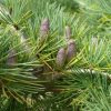 Cedrus deodara - Himalayan cedar - Image 3