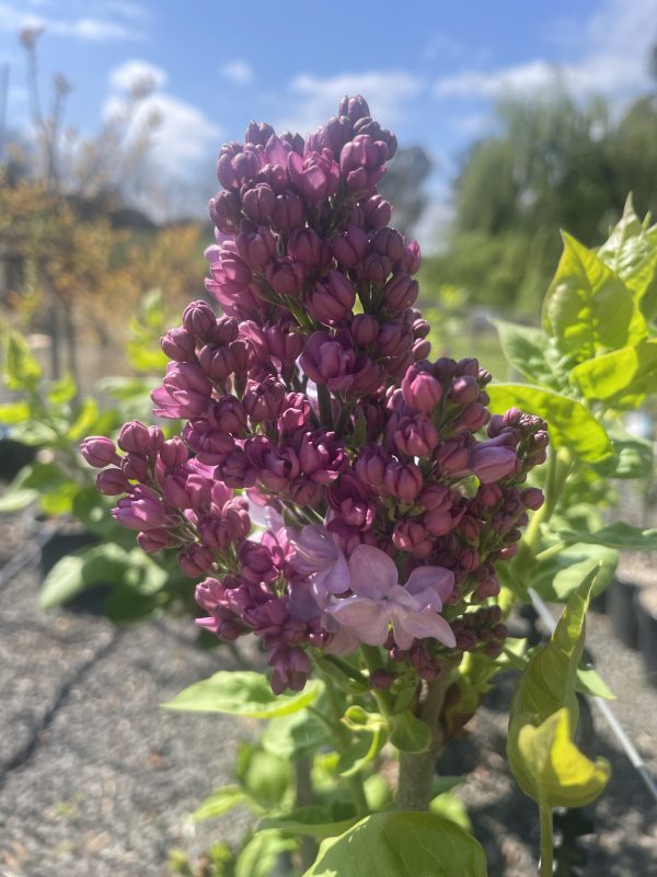 Syringa vulgaris 'Katherine Havemeyer' - Mauve Flowering Lilac - Image 2