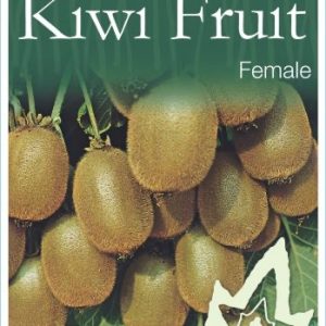 Kiwifruit / Chinese Gooseberry - Female