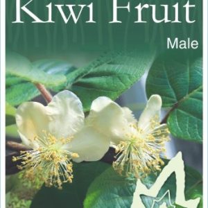 Kiwifruit / Chinese Gooseberry - Male