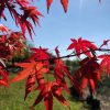 Acer palmatum - Osakazuki
