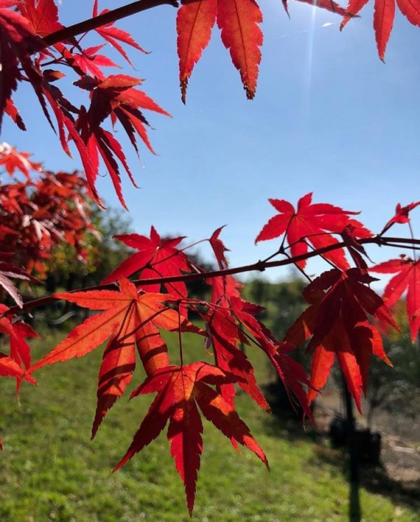 Acer palmatum - Osakazuki