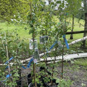 Betula pendula alba - Silver Birch