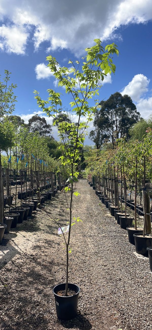 Zelkova serrata - Japanese Elm - Image 2