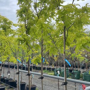 Robinia pseudoacacia - Frisia / Golden Robinia