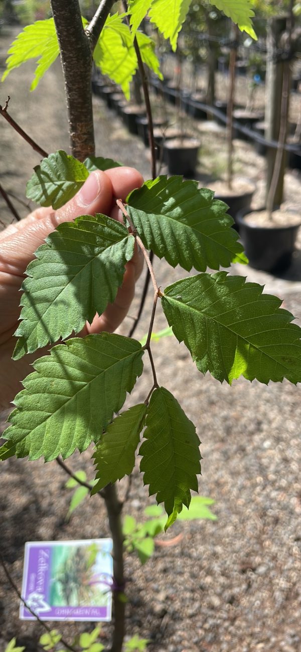 Zelkova serrata - Japanese Elm - Image 3