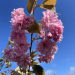 Kanzan cherry blossom, also known as Prunus serrulata 'Kanzan,' displaying its stunning pink double flowers in full bloom