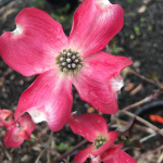 Close-up of a pink flowering dogwood tree (Cornus Florida rubra) in full bloom, with vibrant pink blossoms