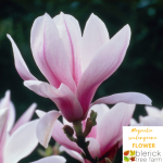 Close-up of a Magnolia Soulangeana flower, showcasing its elegant pink and white petals