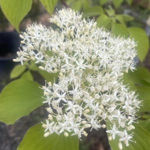 Cornus controversa 'June Snow'