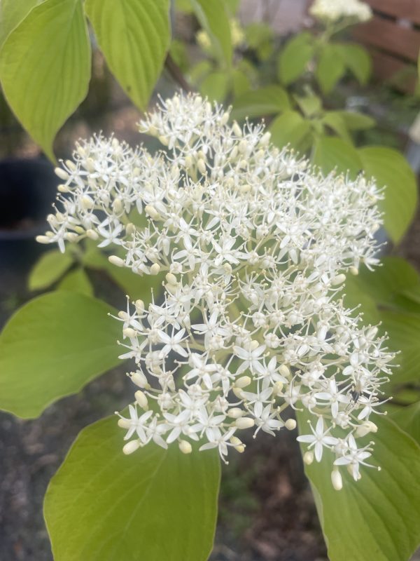 Cornus controversa 'June Snow' - Image 2