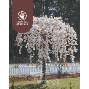 Prunus x subhirtella pendula - Alba Weeping Cherry