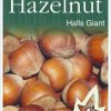 Hazelnut - Halls Giant