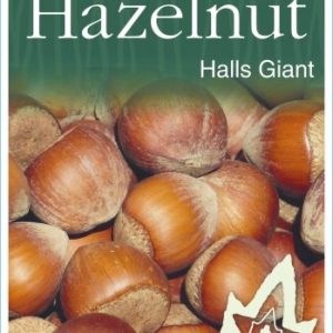 Hazelnut - Halls Giant